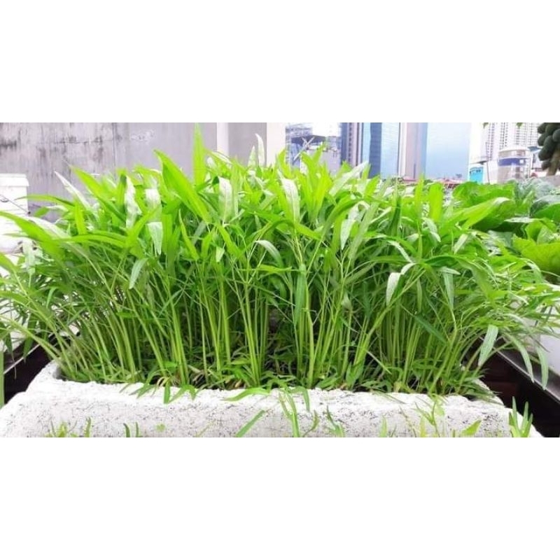 30 gam hạt giống rau muống thái lan f1 🥬🥬Sale Shock🥬🥬chất lượng cao