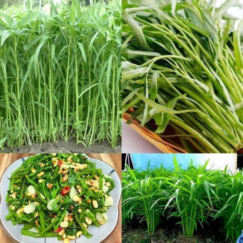 30 gam hạt giống rau muống thái lan f1 🥬🥬Sale Shock🥬🥬chất lượng cao