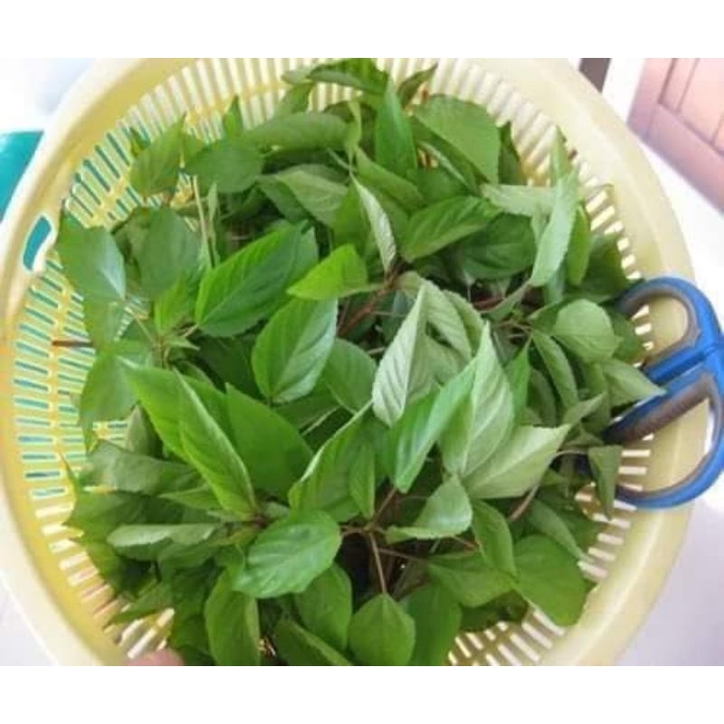 10gr hạt giống rau đay f1 chất lượng  💥SALE LỚN💥 chất lượng cao