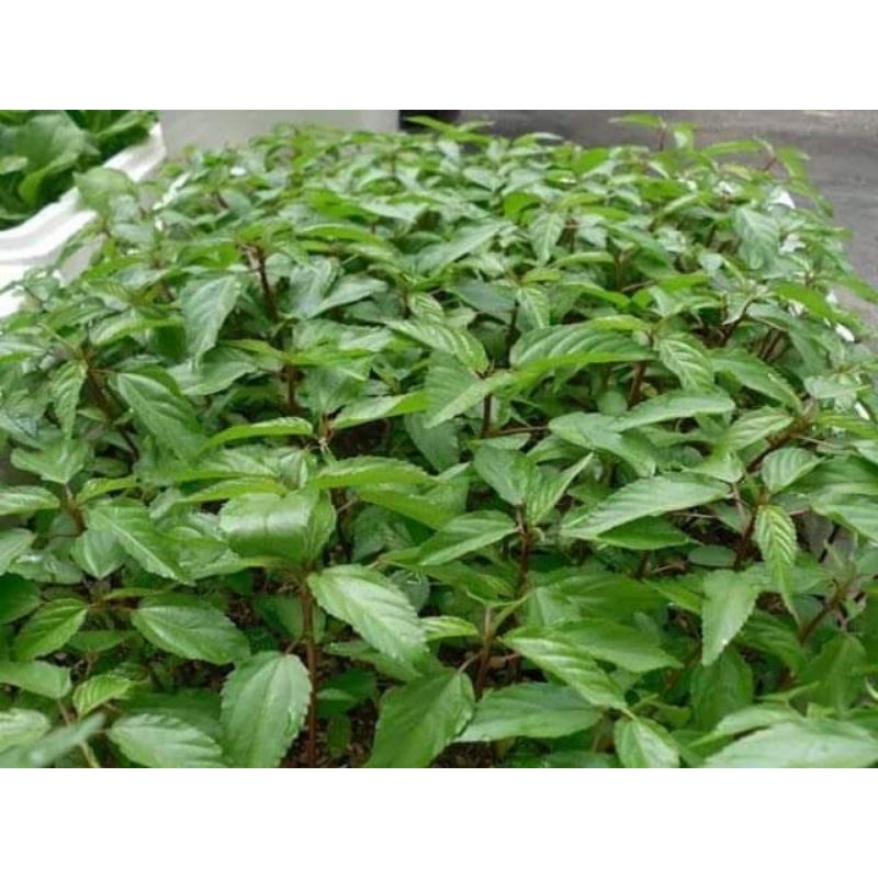 10gr hạt giống rau đay f1 chất lượng  💥SALE LỚN💥 chất lượng cao