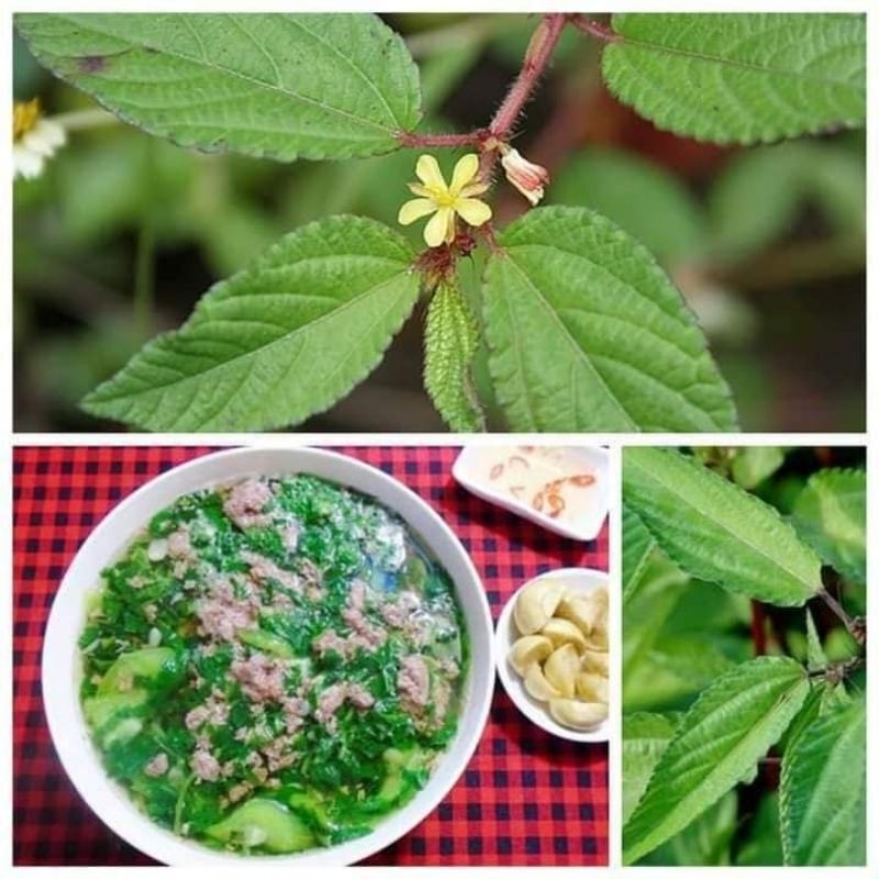 10gr hạt giống rau đay f1 chất lượng  💥SALE LỚN💥 chất lượng cao