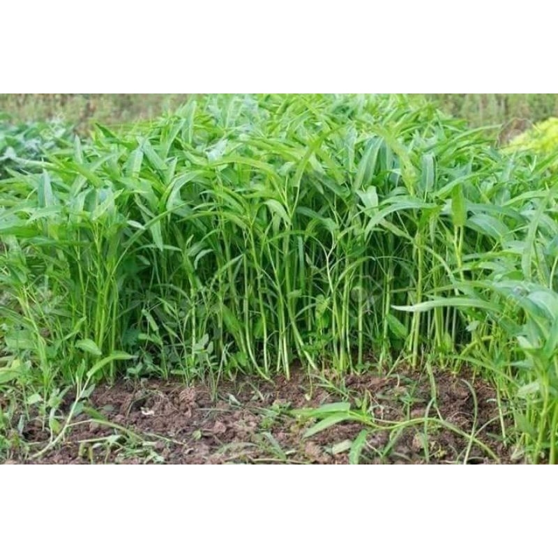 30 gam hạt giống rau muống thái lan f1 🥬🥬Sale Shock🥬🥬chất lượng cao