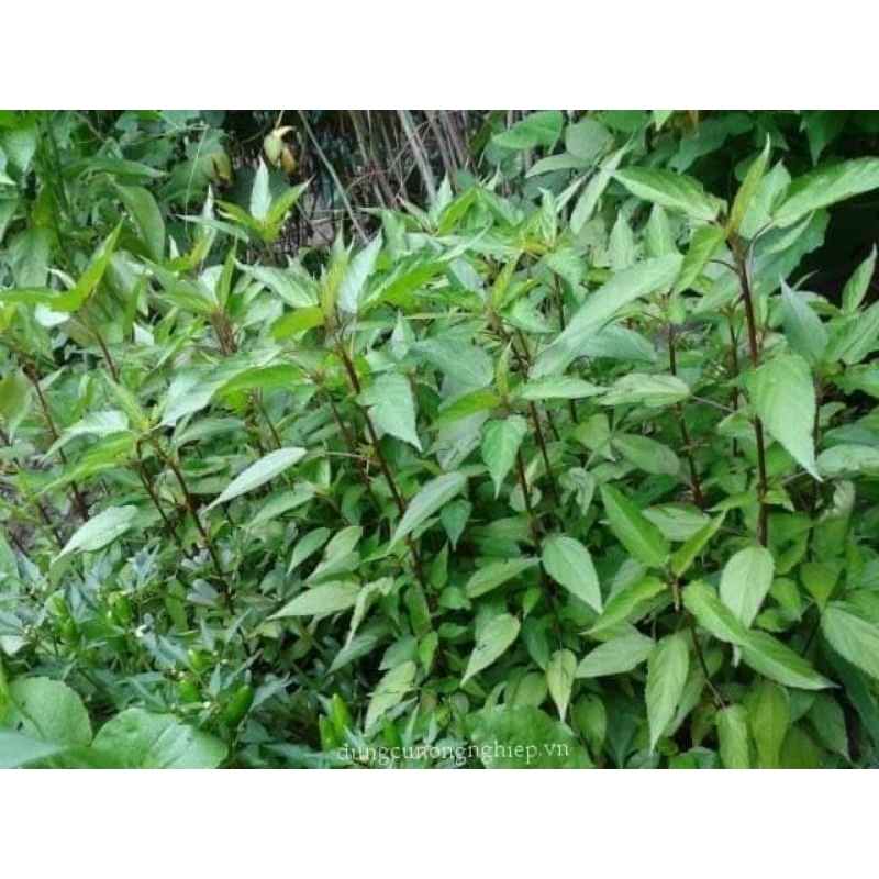10gr hạt giống rau đay f1 chất lượng  💥SALE LỚN💥 chất lượng cao