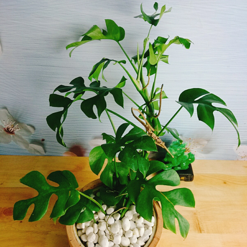 Cây Trầu Bà Lá Xẻ Leo Cột - monstera mini - cây cảnh trong nhà