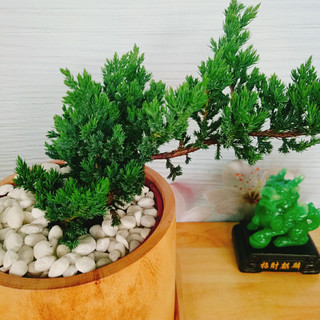 Cây Tùng Xà - cây ngọa tùng - cây cảnh để bàn