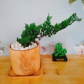 Cây Tùng Xà - cây ngọa tùng - cây cảnh để bàn