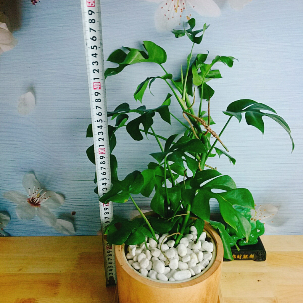 Cây Trầu Bà Lá Xẻ Leo Cột - monstera mini - cây cảnh trong nhà