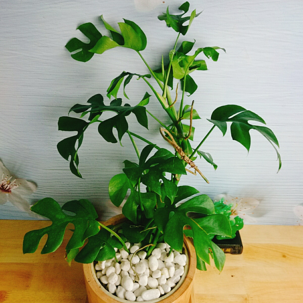 Cây Trầu Bà Lá Xẻ Leo Cột - monstera mini - cây cảnh trong nhà
