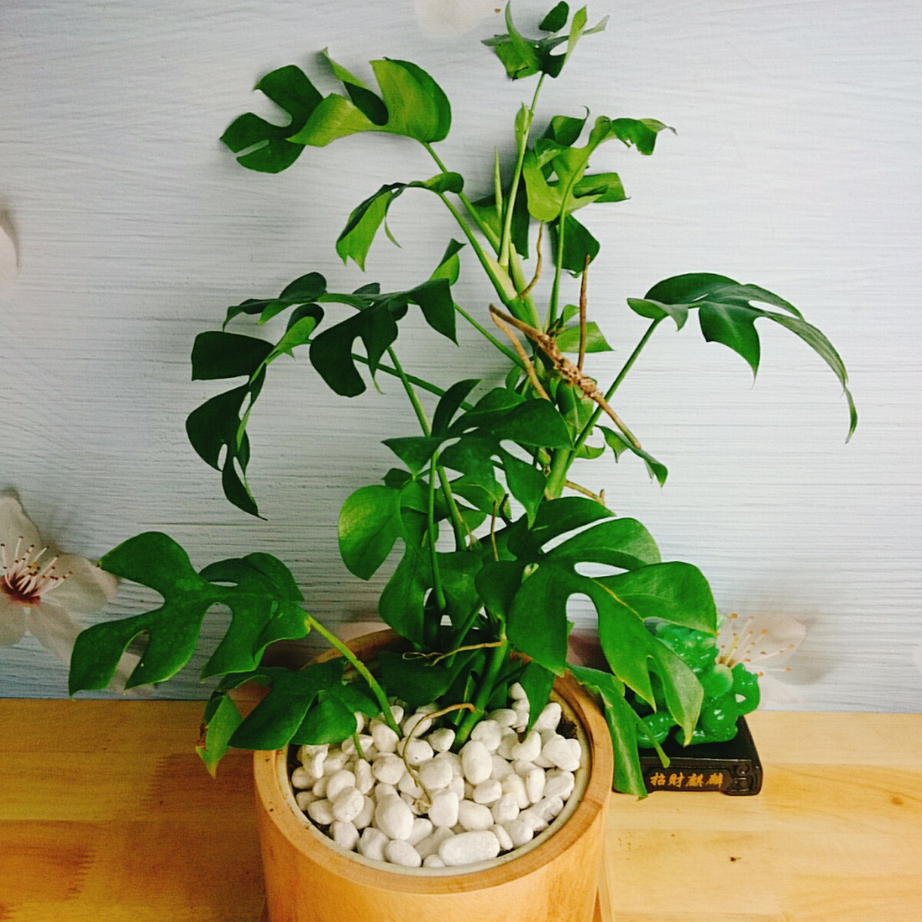 Cây Trầu Bà Lá Xẻ Leo Cột - monstera mini - cây cảnh trong nhà