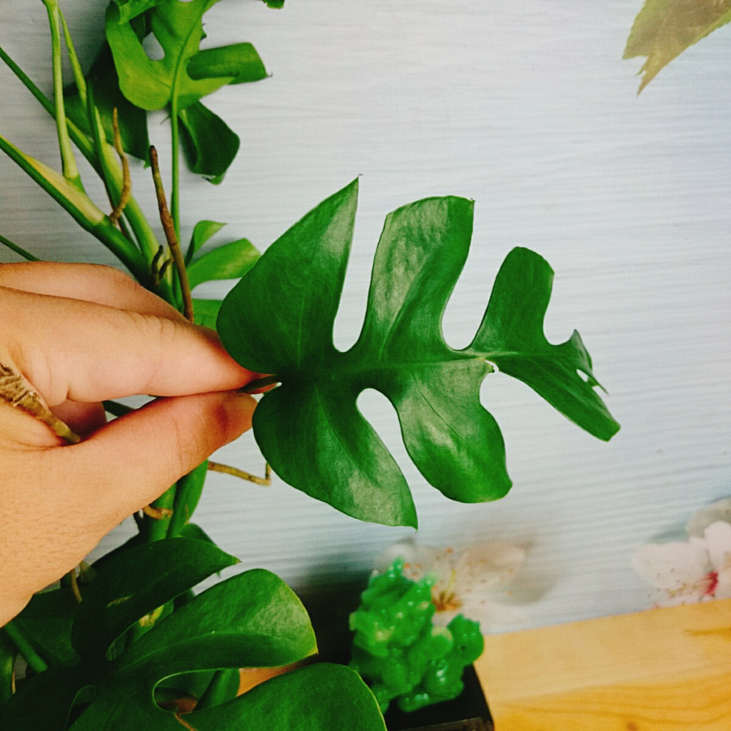 Cây Trầu Bà Lá Xẻ Leo Cột - monstera mini - cây cảnh trong nhà