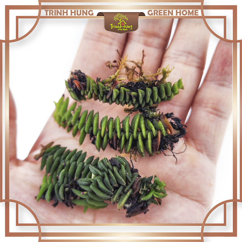 Cây lan chân rết mini - Cây ghép tiểu cảnh, bán cạn, bonssai, terrarium ...