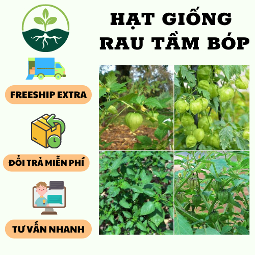 Hạt giống cây rau tầm bóp Việt { gói 0.2gram } | Shopee Việt Nam