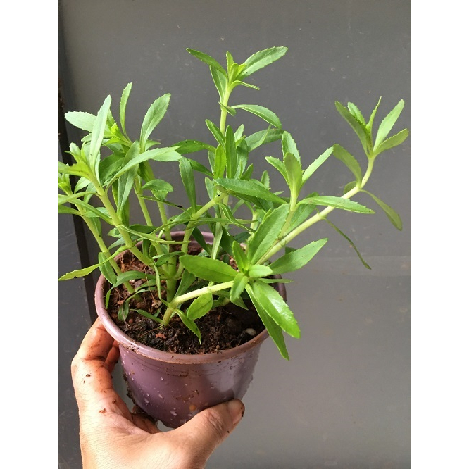CHẬU CÂY GIỐNG RAU NGÒ OM ( RAU NGỔ ) # CHẬU CÂY GIA VỊ THƠM NGON ...