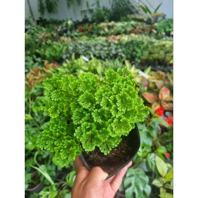 Cây rêu uyển bá | Shopee Việt Nam