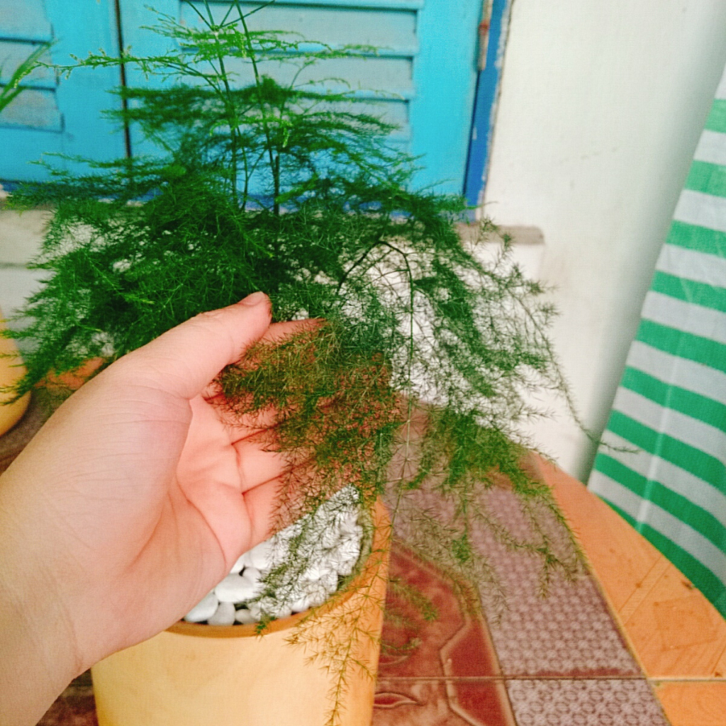 Cây thủy tùng - Cây cảnh để bàn