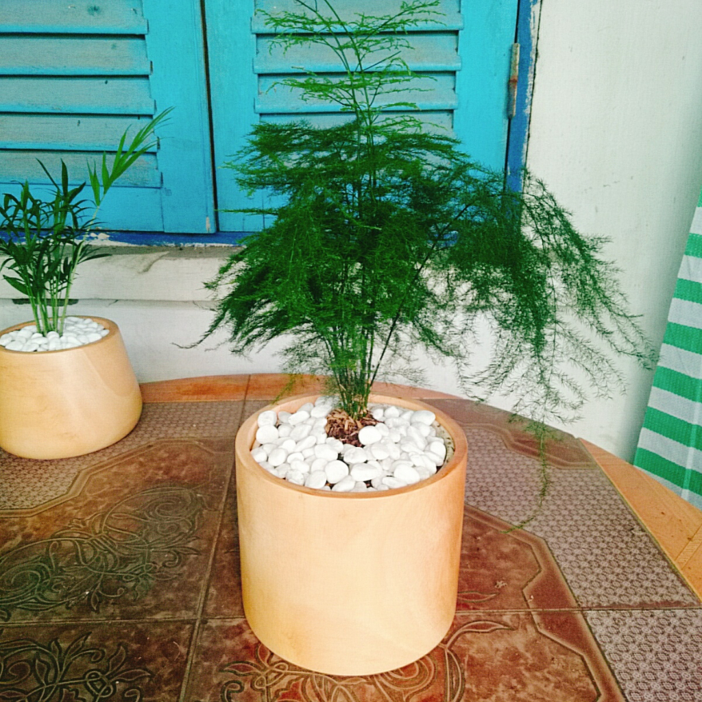 Cây thủy tùng - Cây cảnh để bàn