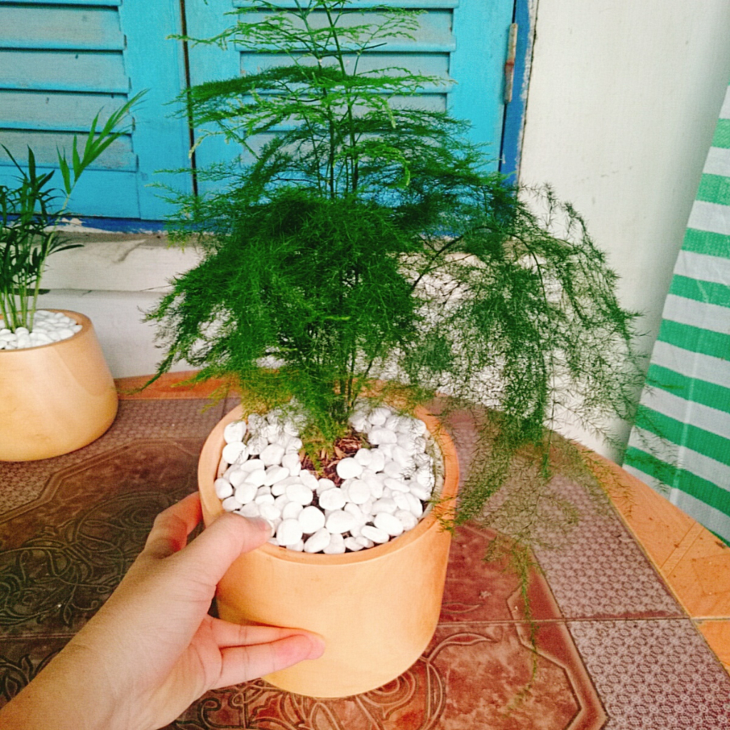 Cây thủy tùng - Cây cảnh để bàn