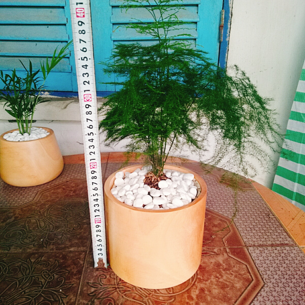 Cây thủy tùng - Cây cảnh để bàn