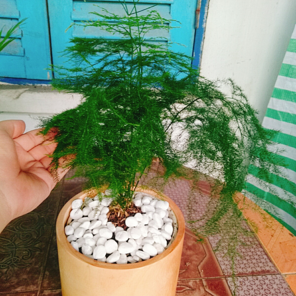 Cây thủy tùng - Cây cảnh để bàn
