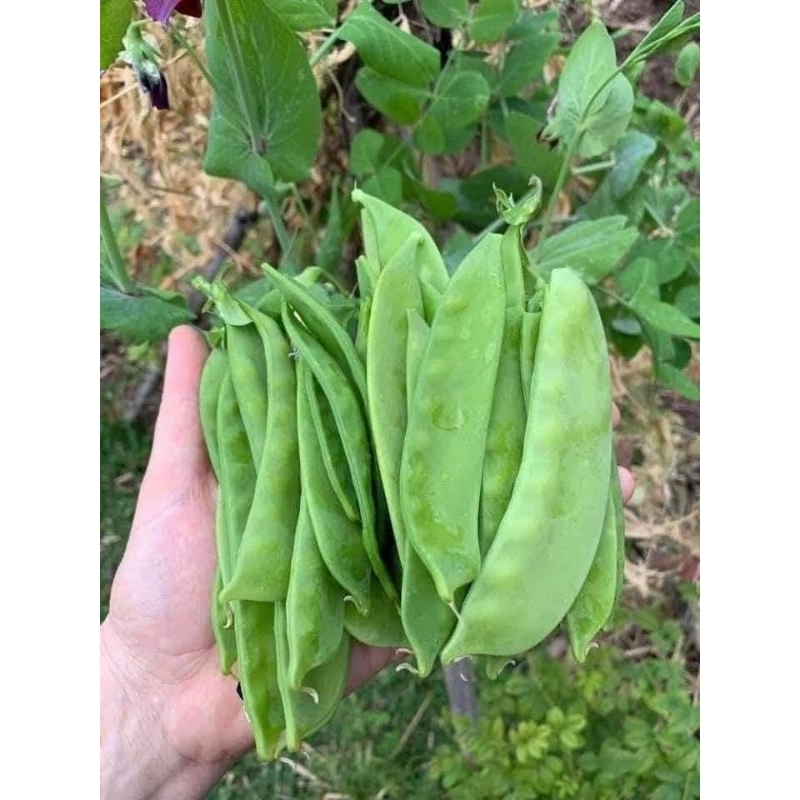 20gr hạt giống đậu Hà Lan ăn Quả 💖  Cực Ngon 💖 chất lượng cao