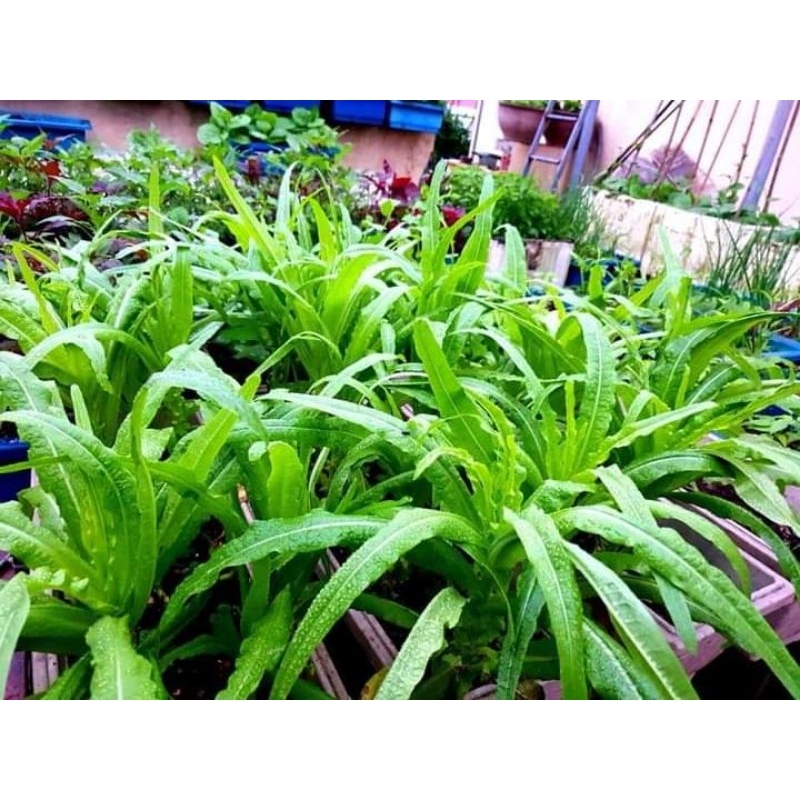 hạt giống rau diếp thơm siêu chịu nhiệt💥 chất lượng Freeship Chất Lượng