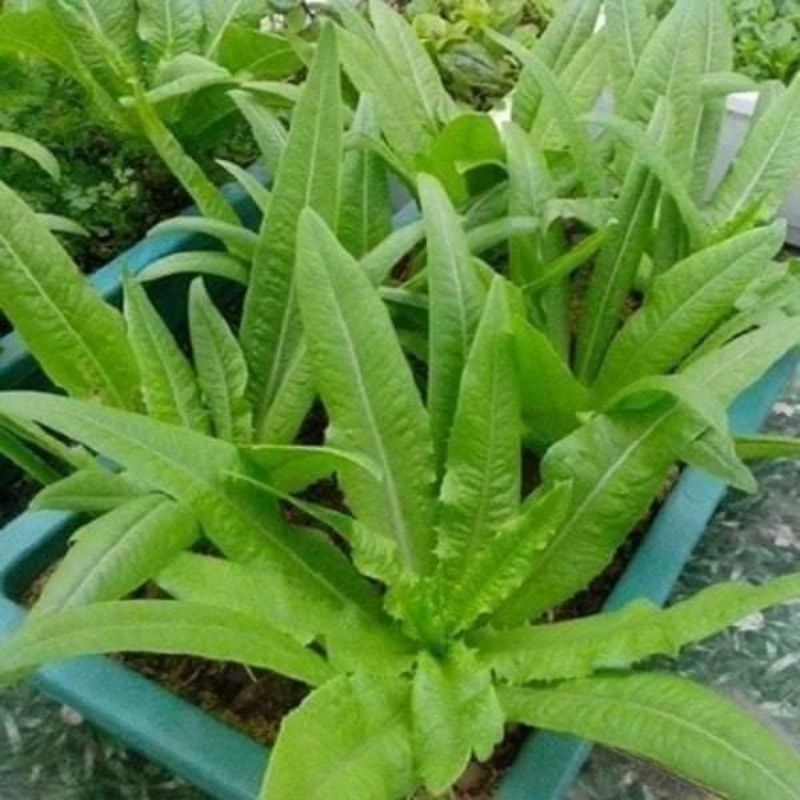 hạt giống rau diếp thơm siêu chịu nhiệt💥 chất lượng Freeship Chất Lượng