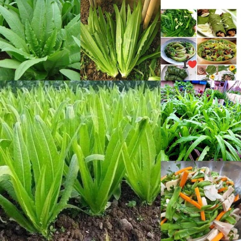 hạt giống rau diếp thơm siêu chịu nhiệt💥 chất lượng Freeship Chất Lượng