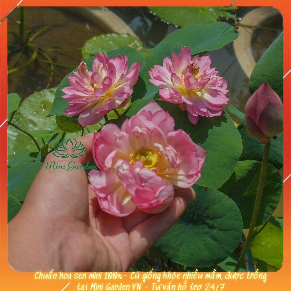 Củ sen mini butterfly hoa sen mini nhật dễ trồng củ sen giống nhiều màu ...