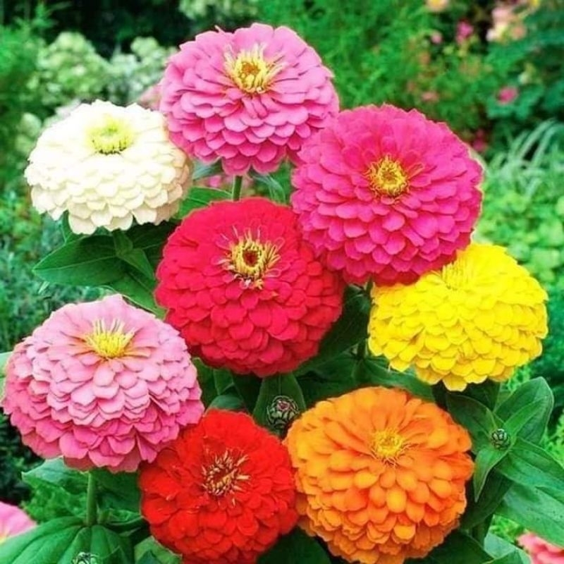 Hạt Giống Hoa Cúc Nhám Mỹ 💖 CỰC XINH 💖 hoa quanh năm