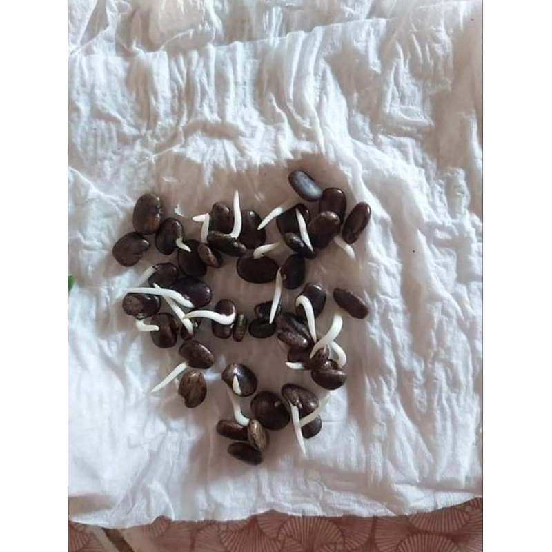 50 hạt giống hoa đậu biếc💖 NẢY MẦM CỰC ĐỈNH💖 hoa quanh năm