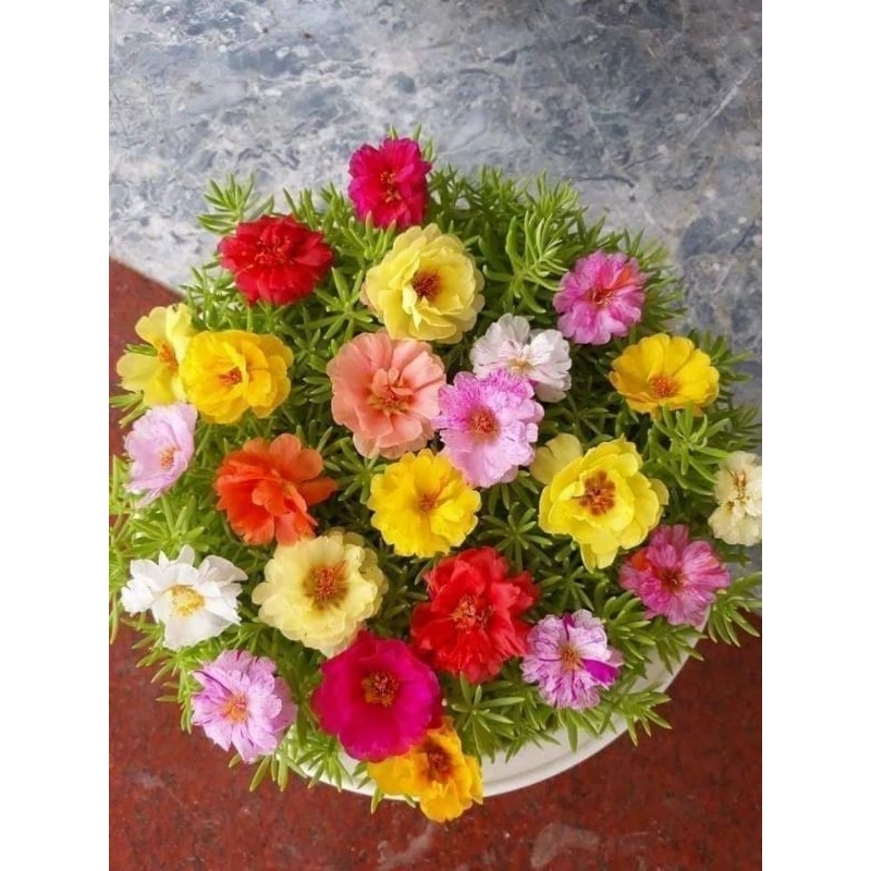 Hạt Giống Hoa, ComBo nhiều loại hoa Đẹp, Dễ Trồng❣️ Sale Lớn Nhất Trong Năm