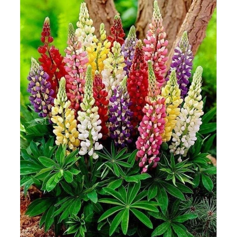 Hạt Giống Hoa, ComBo nhiều loại hoa Đẹp, Dễ Trồng❣️ Sale Lớn Nhất Trong Năm