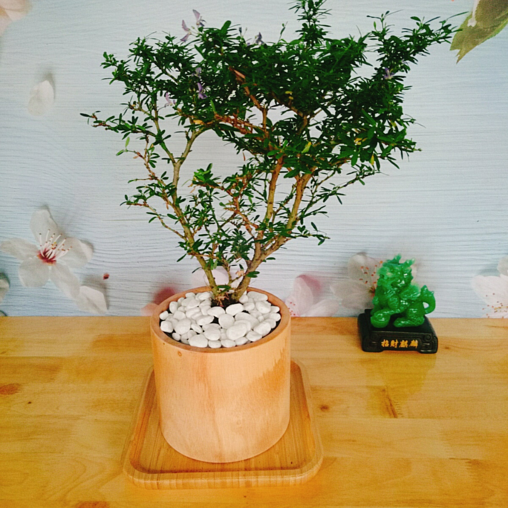 Cây Linh Sam - Cây cảnh sân vườn