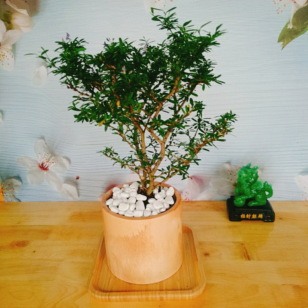 Cây Linh Sam - Cây cảnh sân vườn
