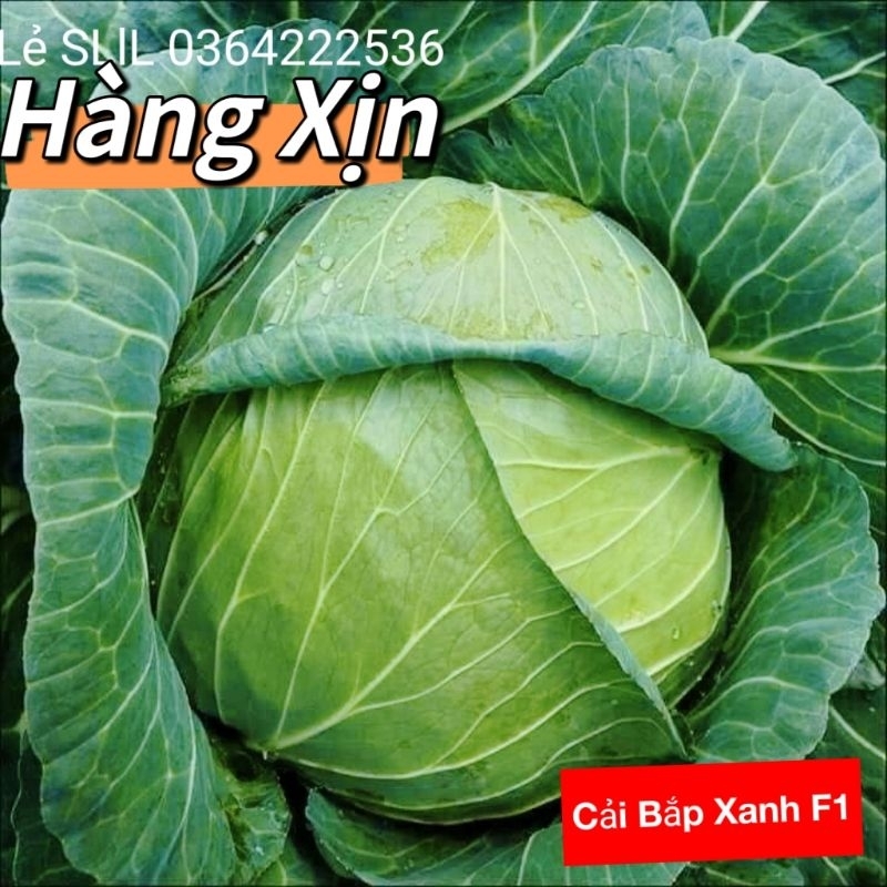 0,5 gr hạt giống cải bắp f1 chất lượng cao 💥SALE LỚN💥 chất lượng cao