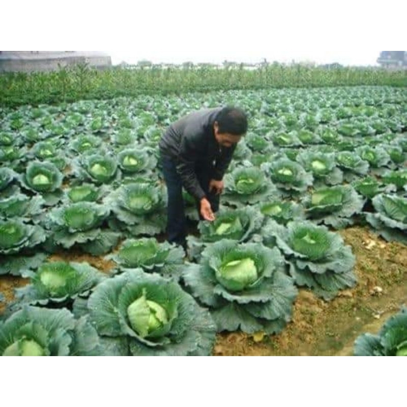 0,5 gr hạt giống cải bắp f1 chất lượng cao 💥SALE LỚN💥 chất lượng cao