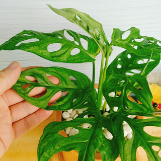 Cây trầu bà lỗ - cây cảnh để bàn , trang trí nhà cửa sân vườn
