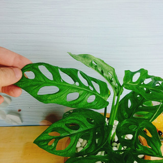 Cây trầu bà lỗ - cây cảnh để bàn , trang trí nhà cửa sân vườn