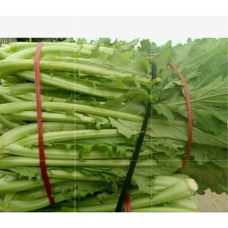 10gr hạt giống rau cải mèo đặc sản Hà Giang chịu nhiệt chất lượng 🍄🌹 năng suất cao