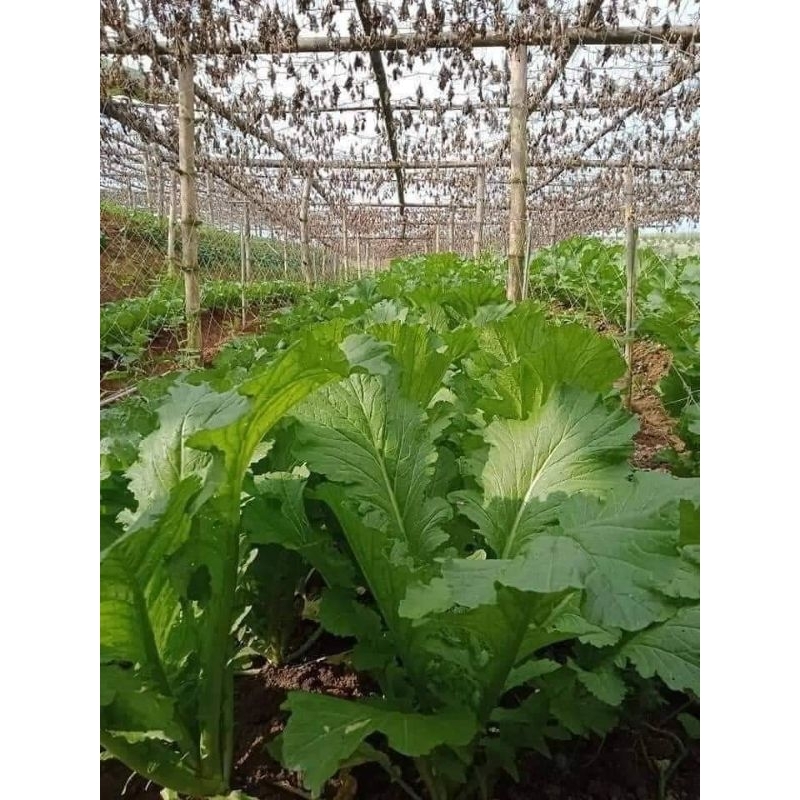 10gr hạt giống rau cải mèo đặc sản Hà Giang chịu nhiệt chất lượng 🍄🌹 năng suất cao