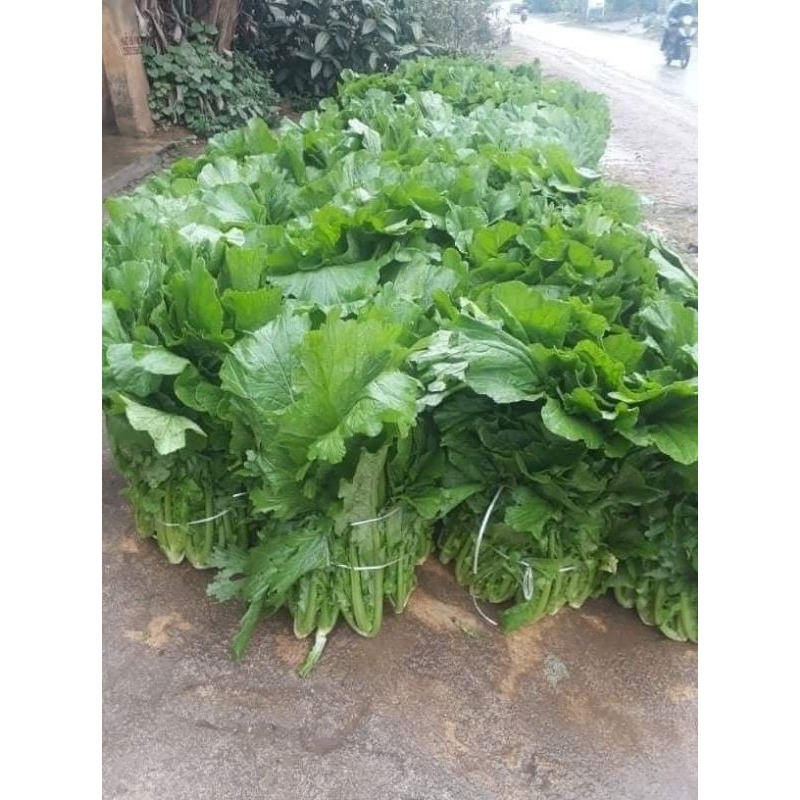 10gr hạt giống rau cải mèo đặc sản Hà Giang chịu nhiệt chất lượng 🍄🌹 năng suất cao