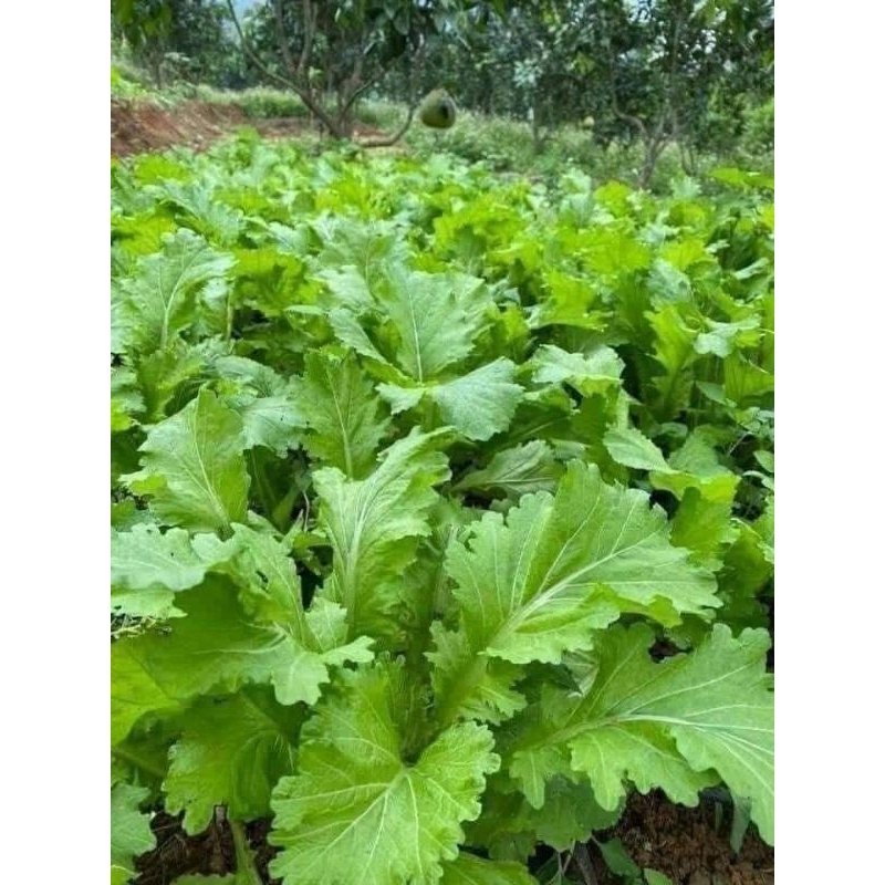 10gr hạt giống rau cải mèo đặc sản Hà Giang chịu nhiệt chất lượng 🍄🌹 năng suất cao