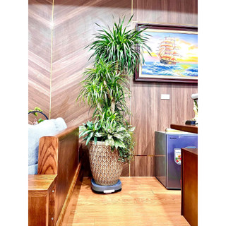 Đế Lót Chậu Hoa ,Kệ Cây Cảnh Có Bánh Xe Di Chuyển Đa Năng , Khay Hứng Nước Tiện Lợi Chịu Lực 80kg