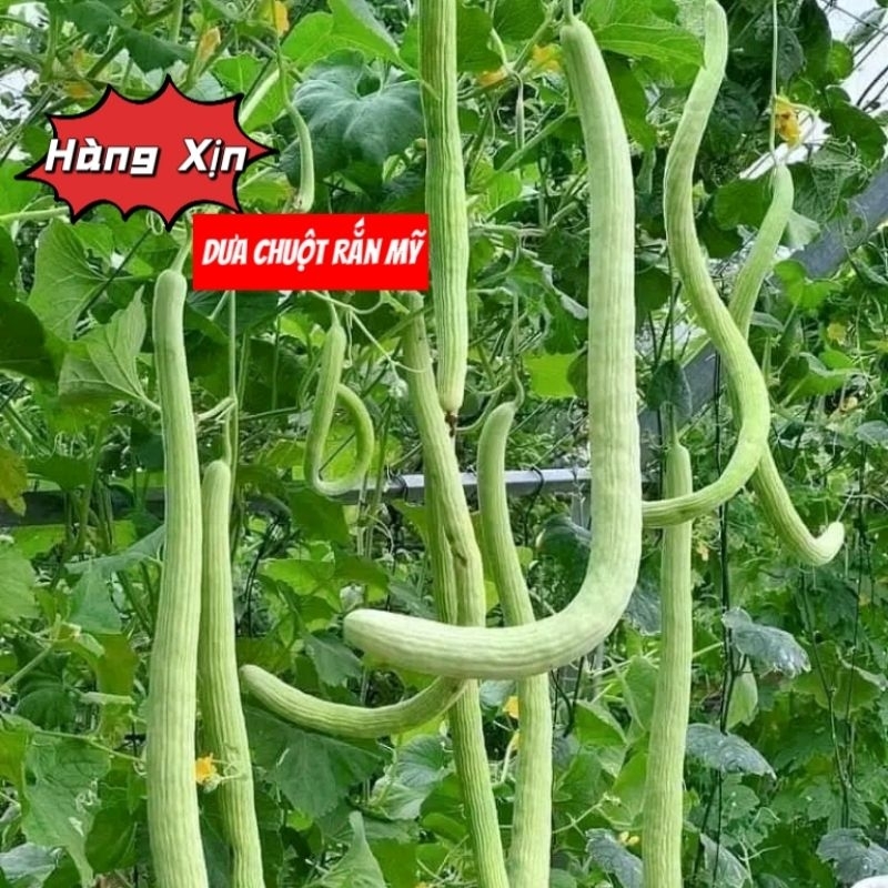 💥 Hạt giống Dưa Chuột Rắn Mỹ  siêu dài 🍎 Dòn Ngon💥 độc lạ rất dễ trồng