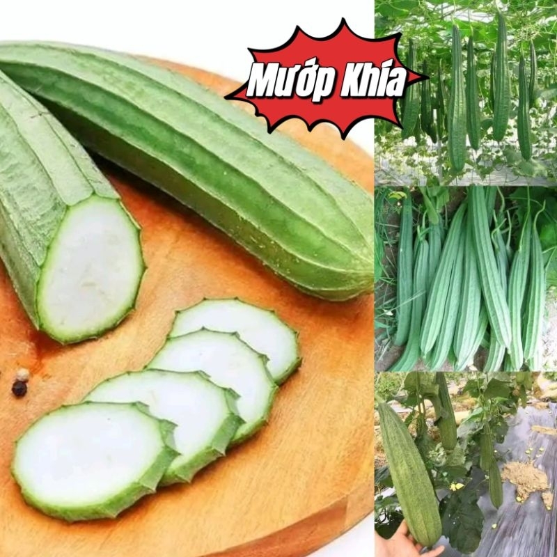 1gr hạt giống mướp khía Thái lan Ăn Ngon 🤗 SIÊU NẢY MẦM🤗🌹 năng suất cao