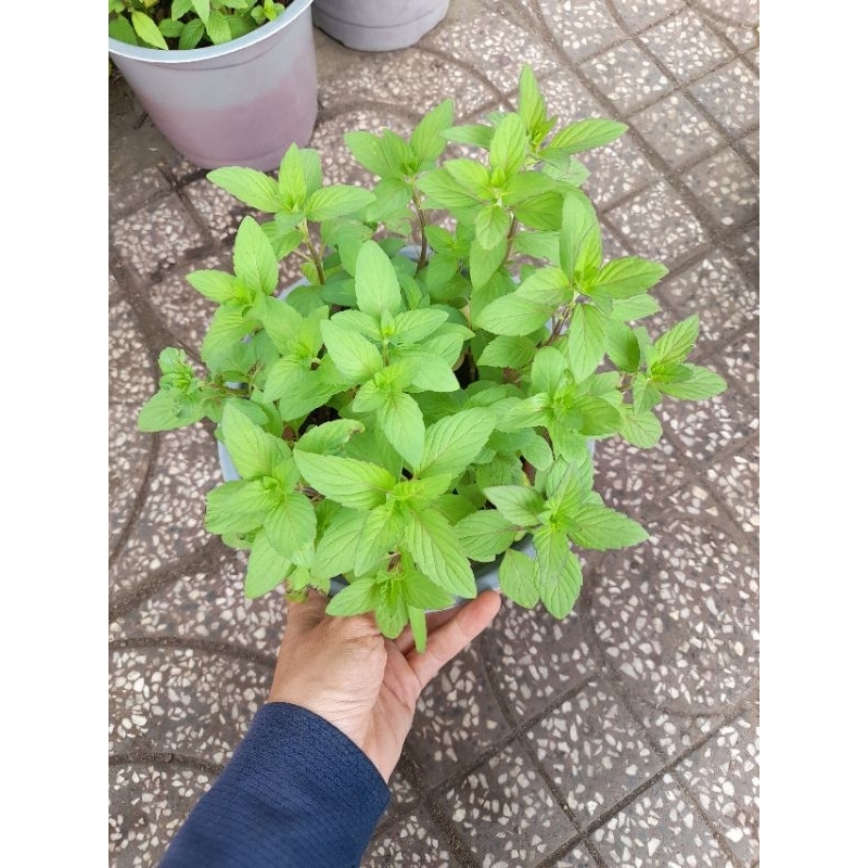 Q7- Chậu cây rau gia vị húng trắng, húng cây, rau thơm như hình, giao ...