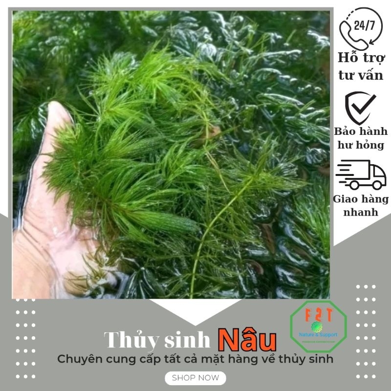 Cây thủy sinh rong đuôi chồn 20 nhánh CTS015 (CHỈ SHIP KHU VỰC PHÍA NAM ...
