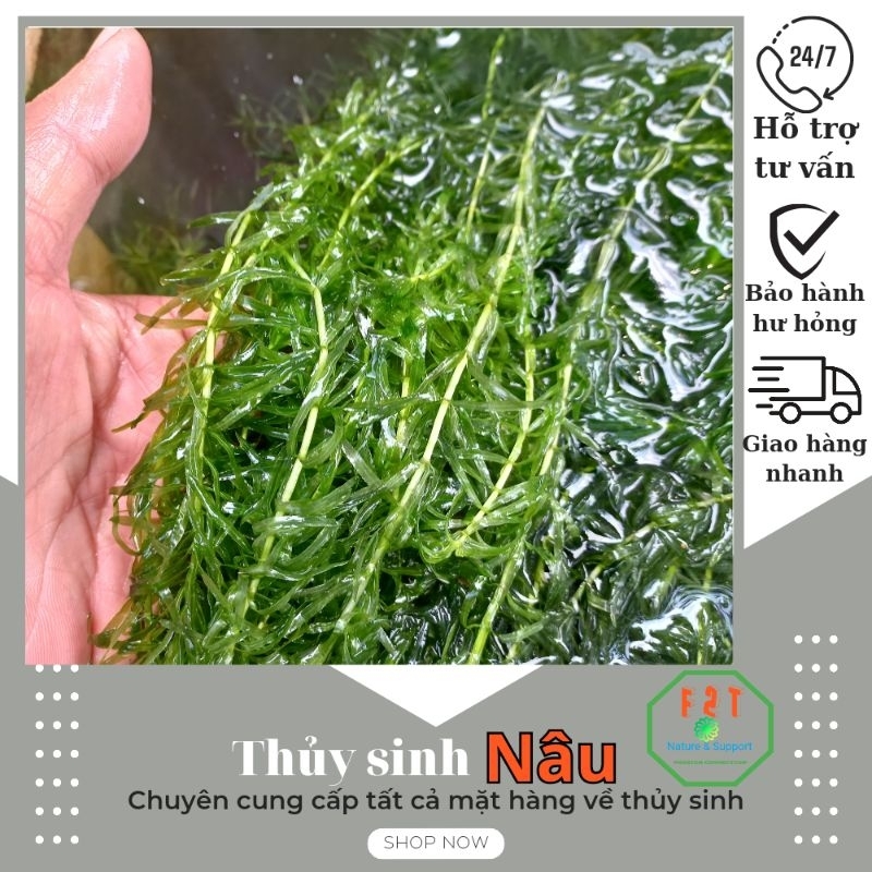 Cây thủy sinh rong đuôi chó 10 nhánh CTS20 (CHỈ SHIP KHU VỰC PHÍA NAM ...