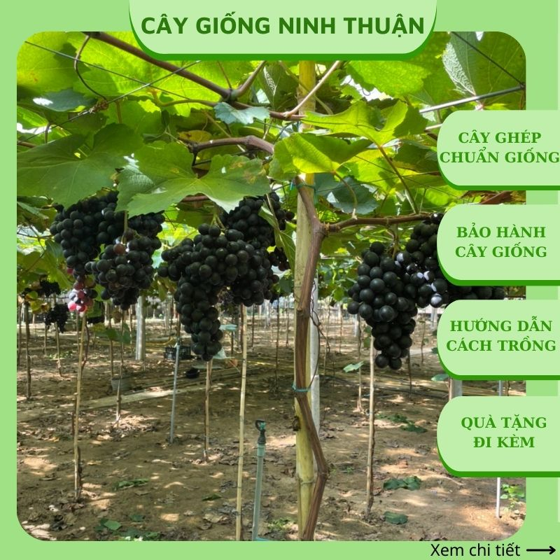 Cây nho giống Bailey Ninh Thuận thân dây leo giàn trồng chậu trên sân ...