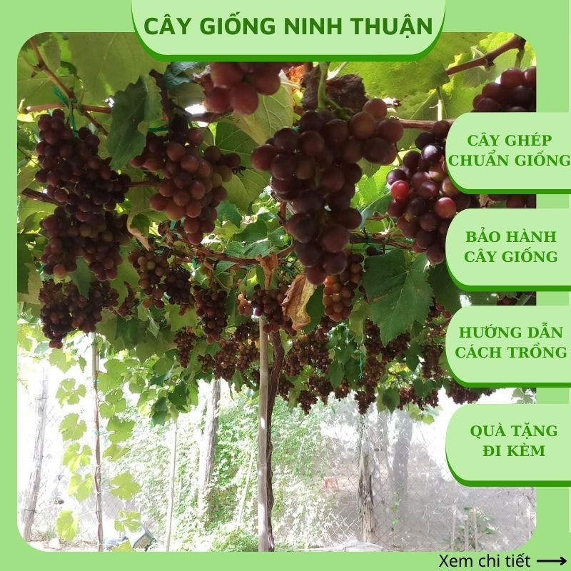 Cây nho giống Kẹo 126 Ninh Thuận trồng chậu thùng xốp leo giàn NK03 ...